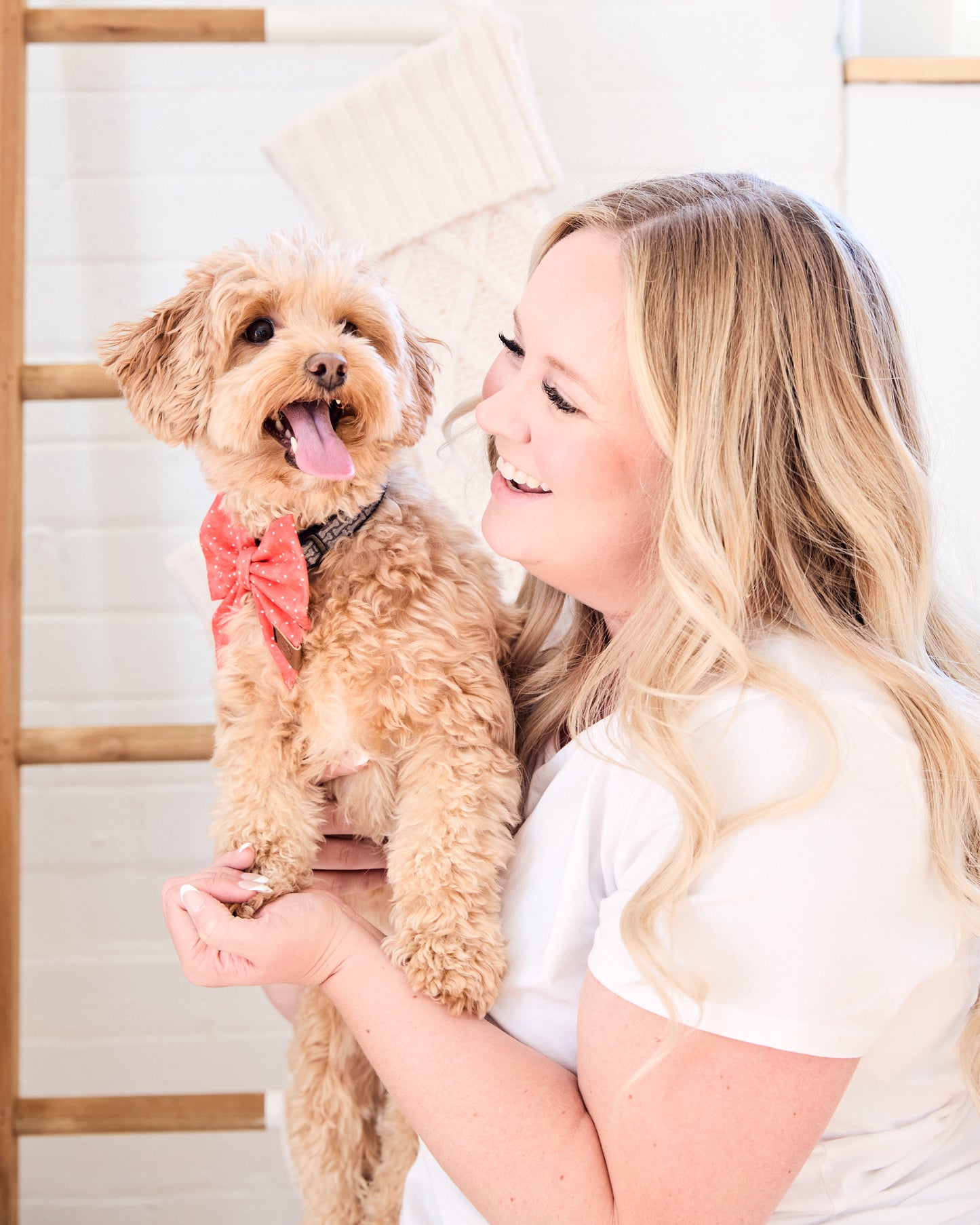 Holly Dog Bow