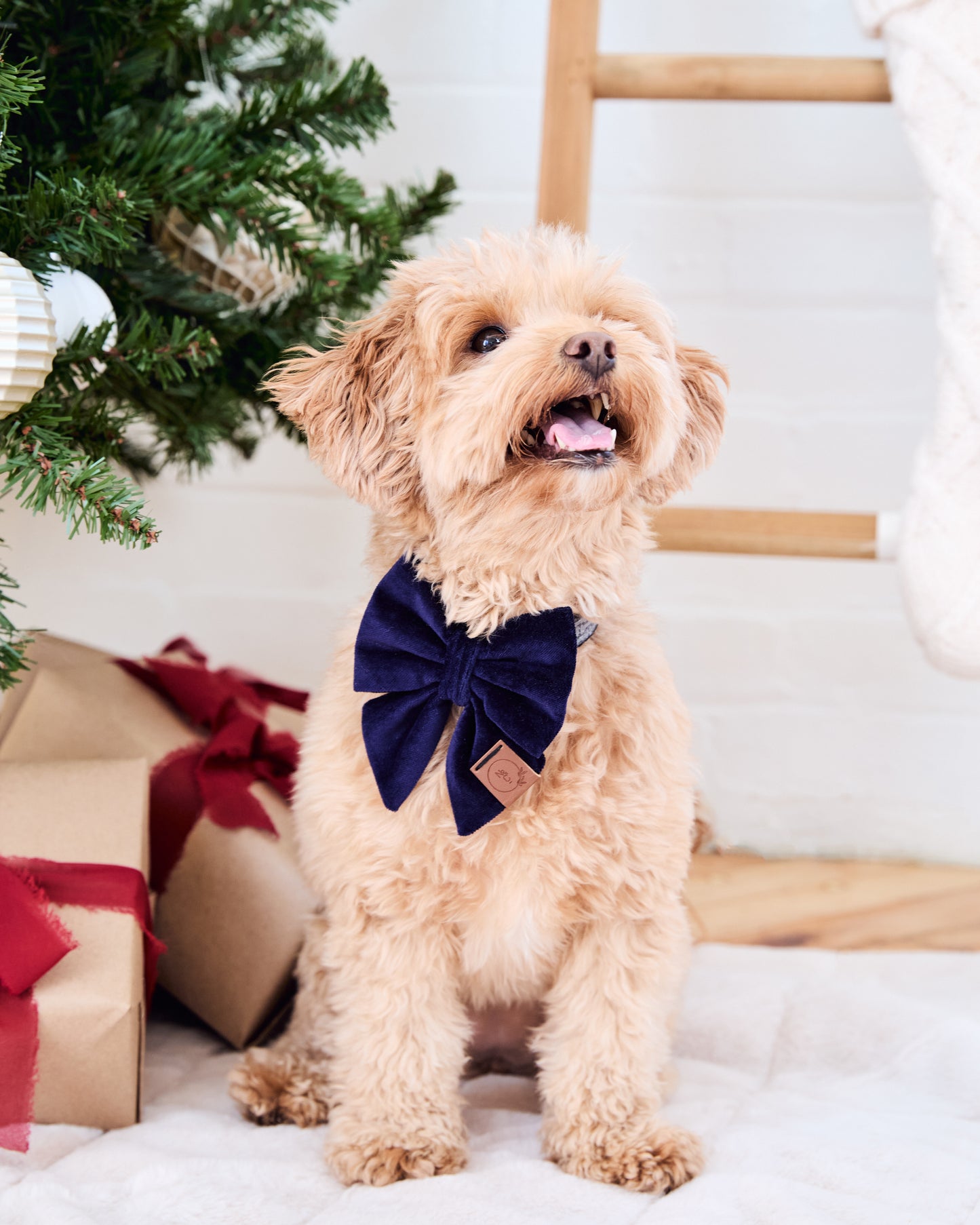 Sapphire Dog Bow