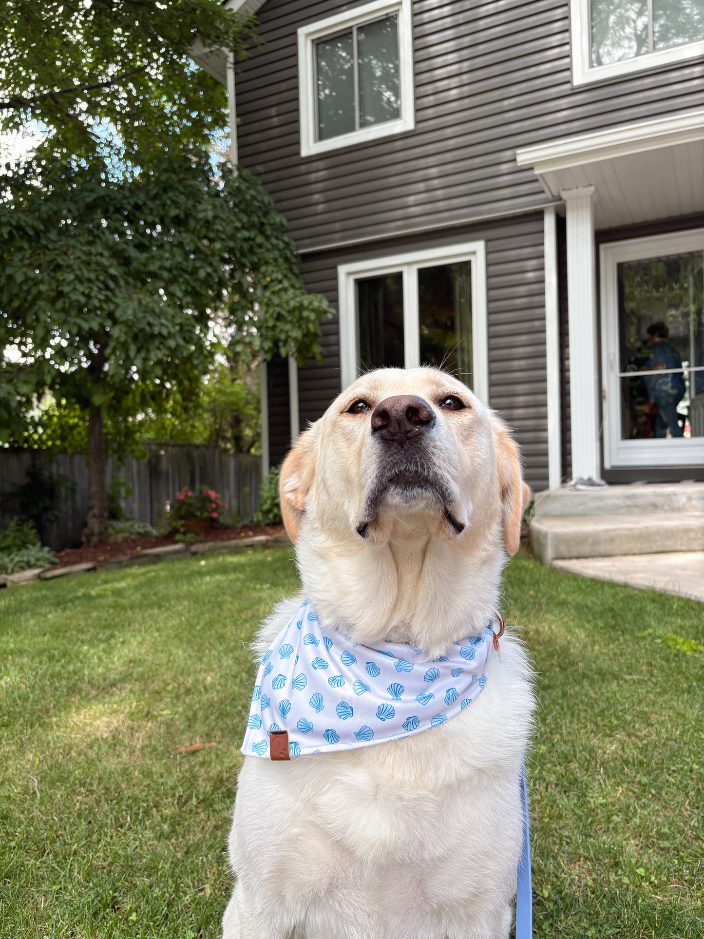 Blu Mare Dog Bandana