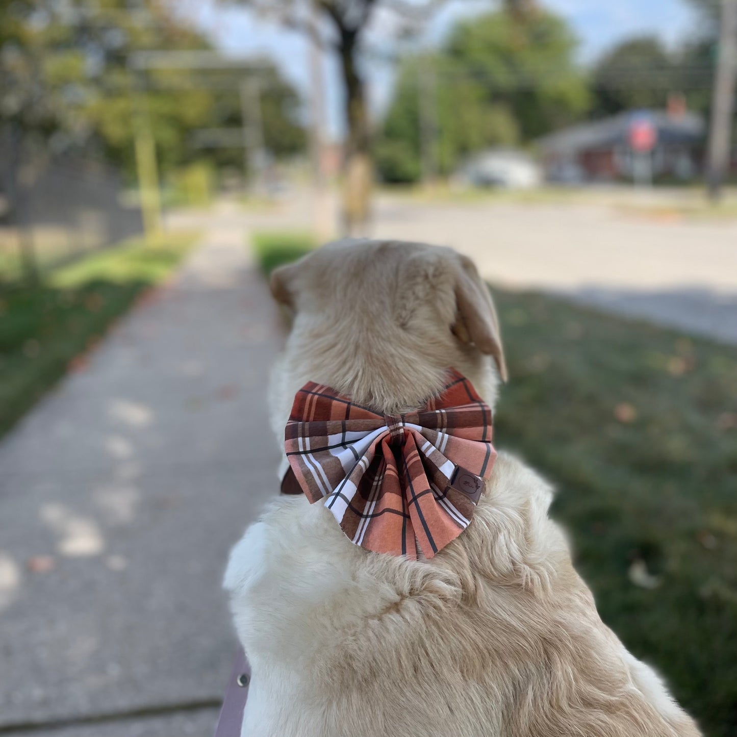 Pumpkin Spice Dog Bow