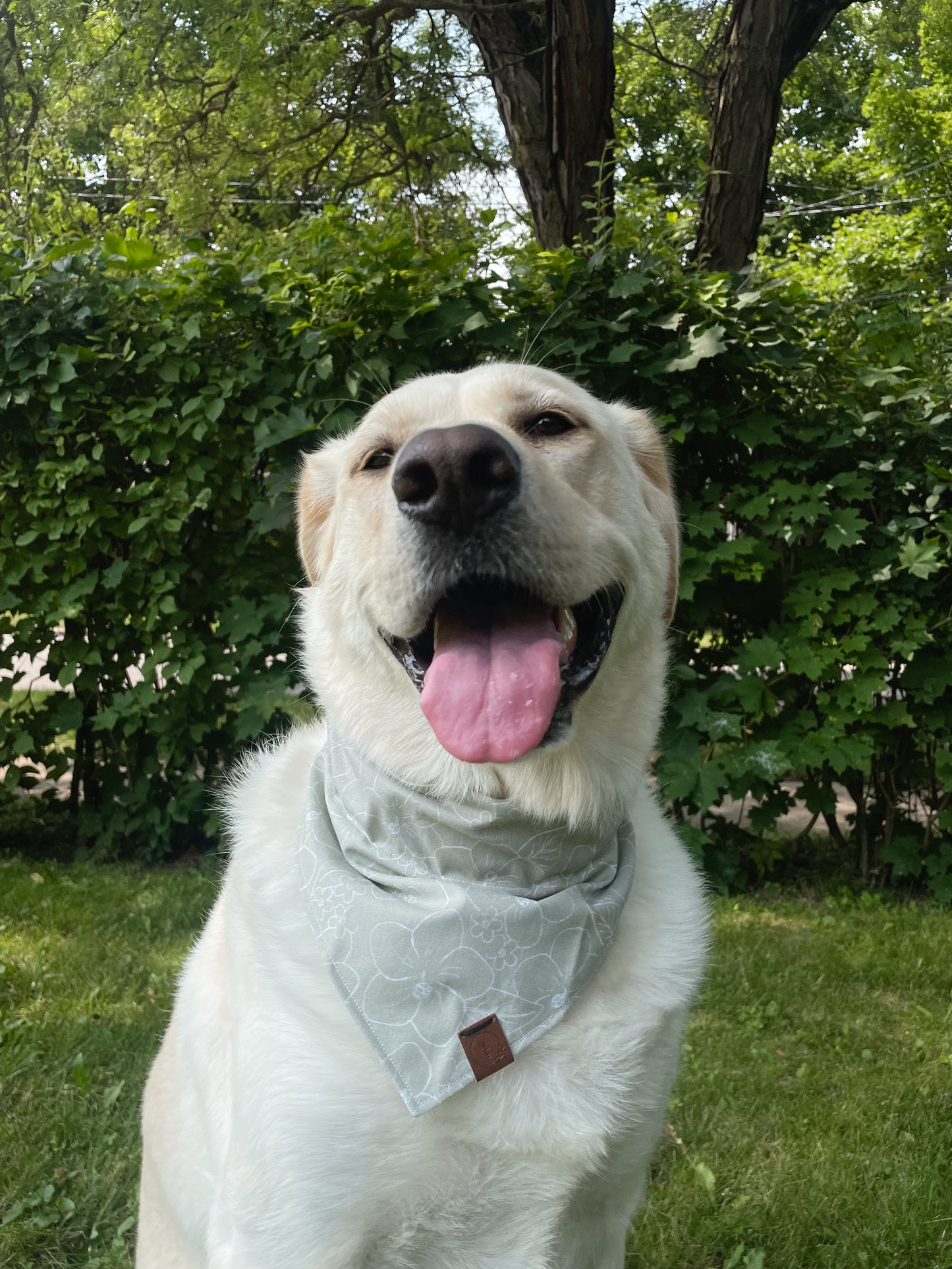 Sage Hawaiian Floral Dog Bandana
