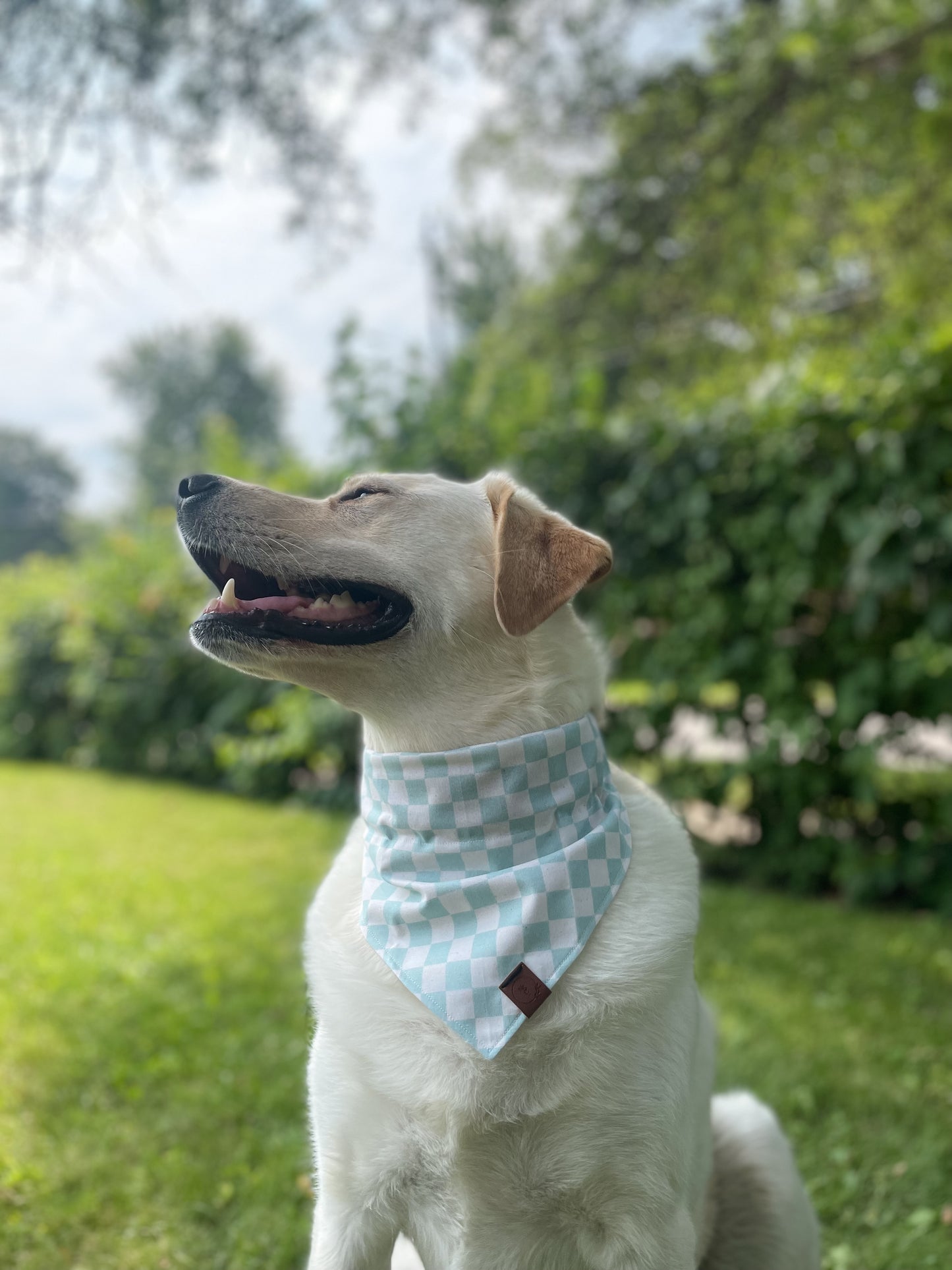 Beach Bum Dog Bandana